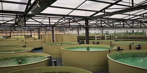 湖州市副市长夏坚定调研百源康生态农业，聚焦农药科学使用与农业绿色发展