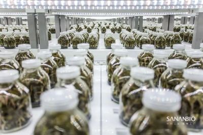 科技赋能农业 植物工厂的跨界突破——从蔬菜到药材的无农药种植革命